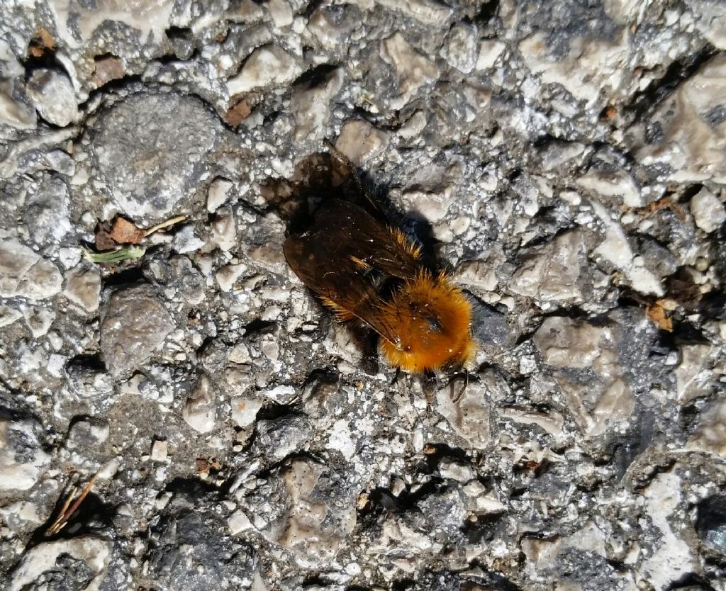 Questo  bombo? S, Bombus (Thoracobombus) sp.